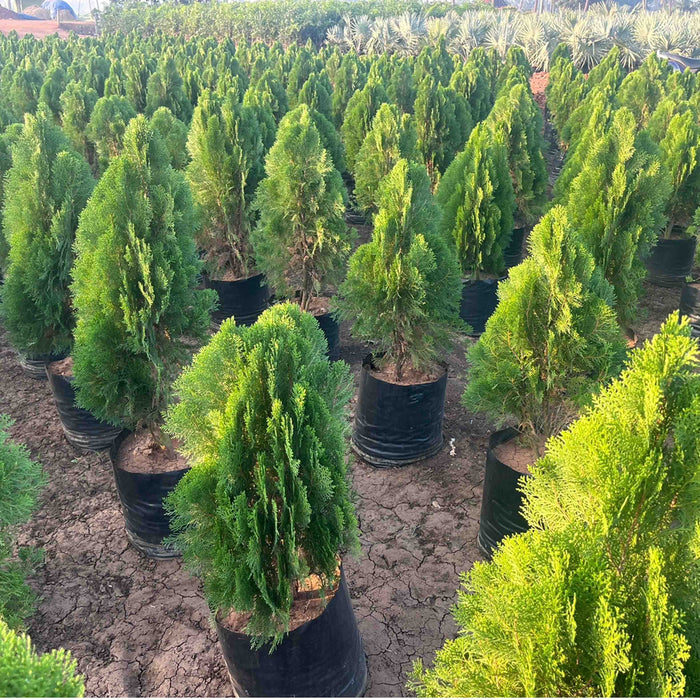 Buy Compact Thuja Plant - Add Beauty to Your Garden Today