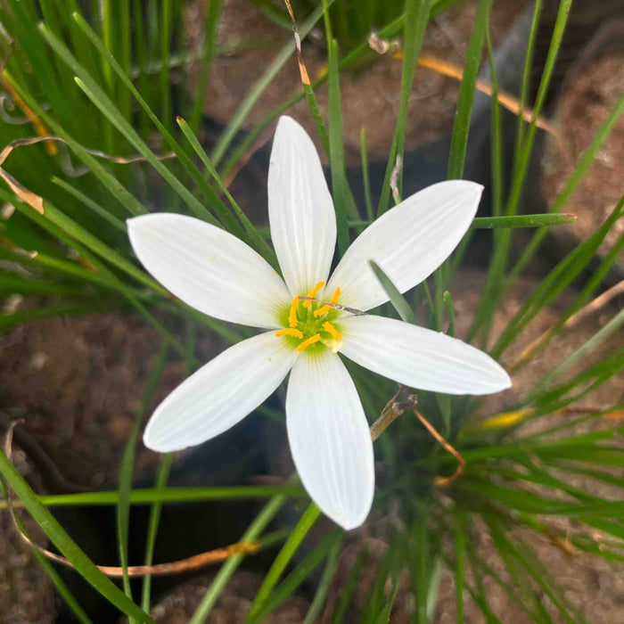 Thunder Lily White flower