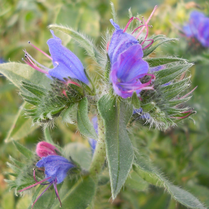 Get Your Hands on Stunning Viper's-Bugloss Plants for Sale - Echium Vulgare and Echium Wierzbickii Available Now!