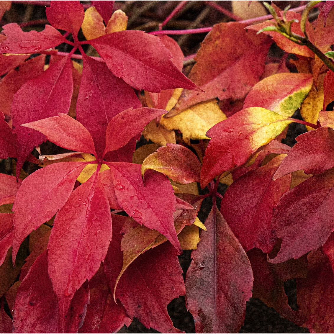 Growing Virginia Creeper Vine - Caring For And Pruning Virginia Creepers