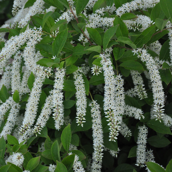 Virginia Sweetspire plant