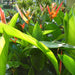 Water Heliconia