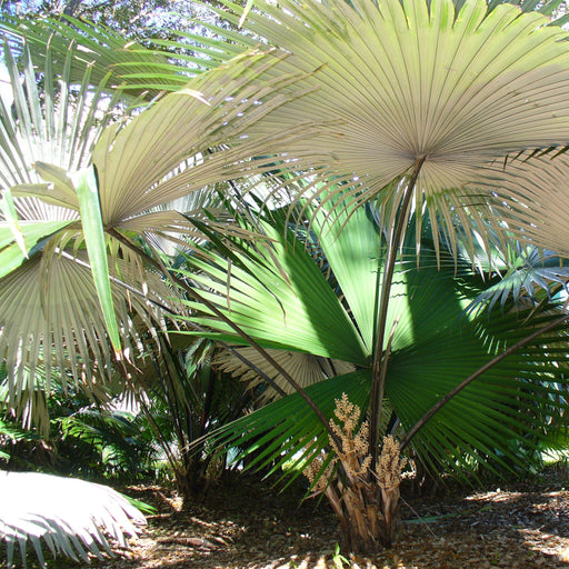 White Elephant Palm