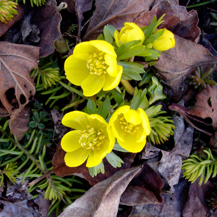 Charming Winter Aconite (Eranthis hyemalis) – Add Early Spring Cheer to Your Garden!