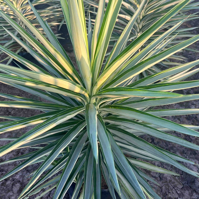 Buy Yucca Medio Picta Plant - Add a Striking Touch to Your Garden Today
