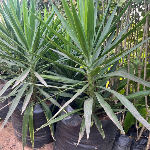    Yucca elephantipes