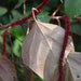 Acalypha hispida rubra,Acalypha Hispida Red Leaves - Kadiyam Nursery