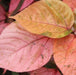 Acalypha wilkesiana macrophylla rosea,Giant Pink Leaf Acalypha - Kadiyam Nursery