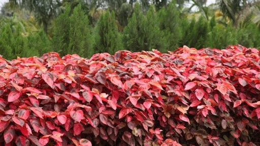 Acalypha wilkesiana macrophylla rosea,Giant Pink Leaf Acalypha - Kadiyam Nursery