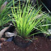 Acorus gramineus,Sweet Flag Grass, Japanese Sweet Flag, - Kadiyam Nursery