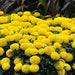African Marigold F1 Tagetes Erecta Taishan Yellow  (pack of 20 seeds) - Kadiyam Nursery