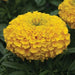 African Marigold F2 Yellow seeds (pack of 50 seeds) - Kadiyam Nursery