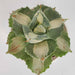 Agave  succulent plant - Kadiyam Nursery