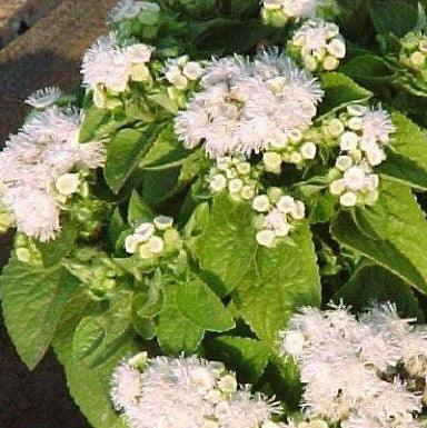 Ageratum houstonianum album,Ageratum White, Floss Flower-white - Kadiyam Nursery