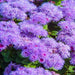 Ageratum houstonianum purpureum,Floss Flower Purple - Kadiyam Nursery