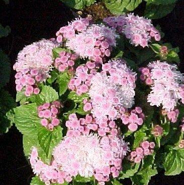Ageratum houstonianum roseum,Floss Flower Pink, Fairy Pink - Kadiyam Nursery