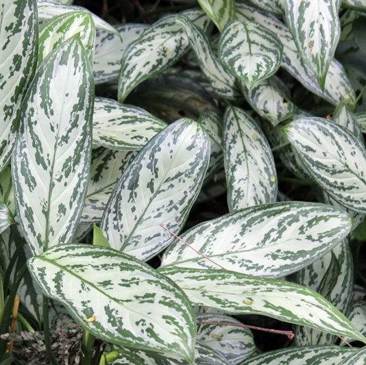 Aglaonema Commutatum Silver Queen|| Live Plants || Indoor||Plastic Pot||Plant Color Green|of Pot - Kadiyam Nursery