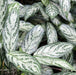 Aglaonema Commutatum Silver Queen|| Live Plants || Indoor||Plastic Pot||Plant Color Green|of Pot - Kadiyam Nursery