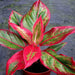 Aglaonema lipstick Red Natural Live Plant With Plastic Pot, Indoor Plant, Plant Color pink/of Pot - Kadiyam Nursery