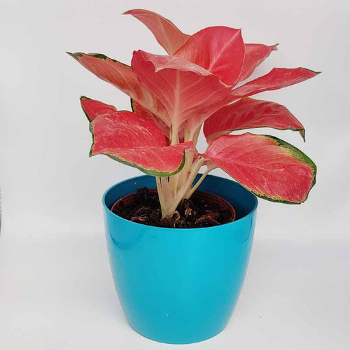 Aglaonema Pink Anyamanee Rare Imported Variety Natural Live Plant in Pot - Kadiyam Nursery