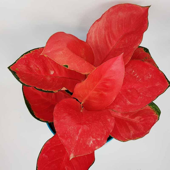 Aglaonema Pink Anyamanee Rare Imported Variety Natural Live Plant in Pot - Kadiyam Nursery