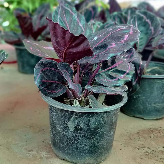 Aglaonema plant - Kadiyam Nursery