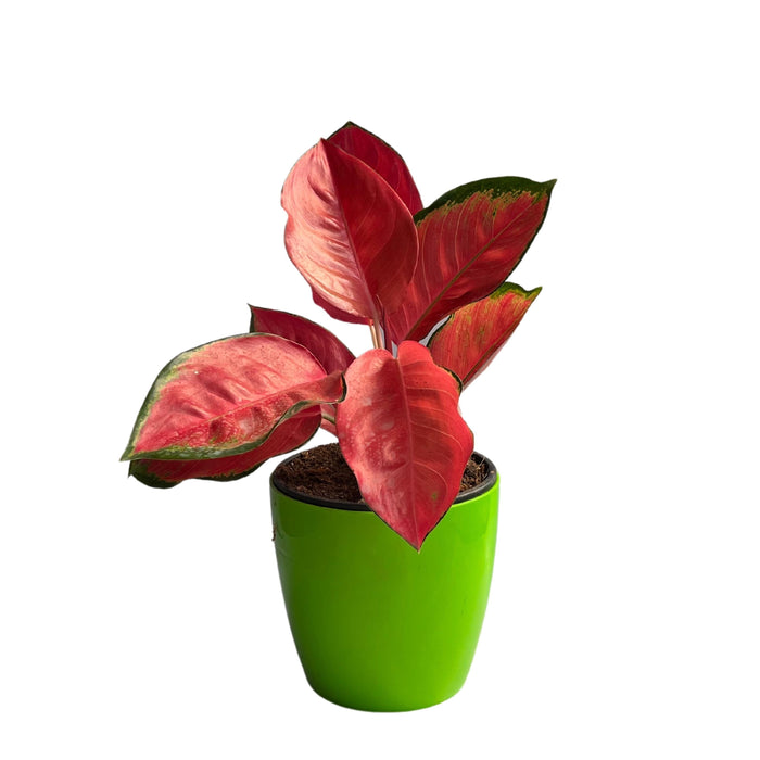 Aglaonema Red Valentine,Prestige Premium Variety Natural Live Plant in Pot - Kadiyam Nursery
