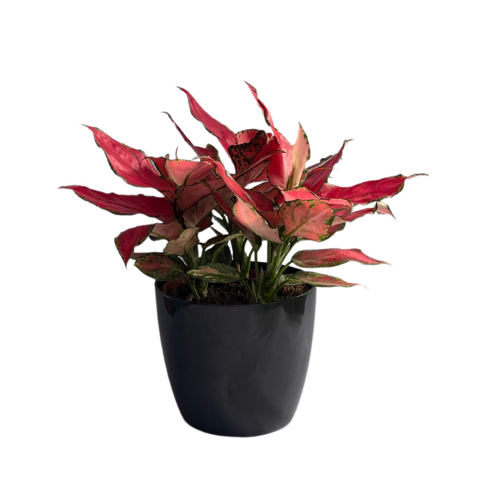 Aglaonema Red,Aglaonema lady valentine, Aglaonema anyamanee (red) - Plant - Kadiyam Nursery