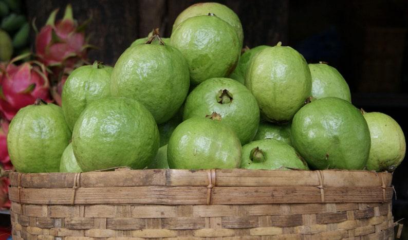 Allahabad Safeda Guava Delicious Fruit Plant For Home & Gardening Plant - Healthy Live 1 Plant - Kadiyam Nursery