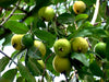 Allahabad Safeda Guava Delicious Fruit Plant For Home & Gardening Plant - Healthy Live 1 Plant - Kadiyam Nursery