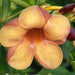 Allamanda Hybrids flowring plants(Brown) - Kadiyam Nursery