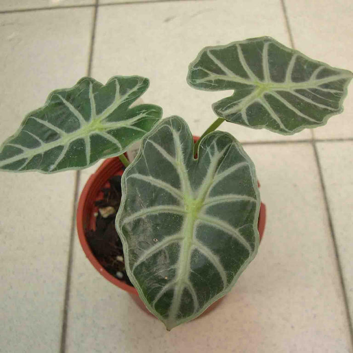 Alocasia Bambinoo,ExoticRarePlants Alocasia Black Velvet Collectors Choice Plant - Kadiyam Nursery