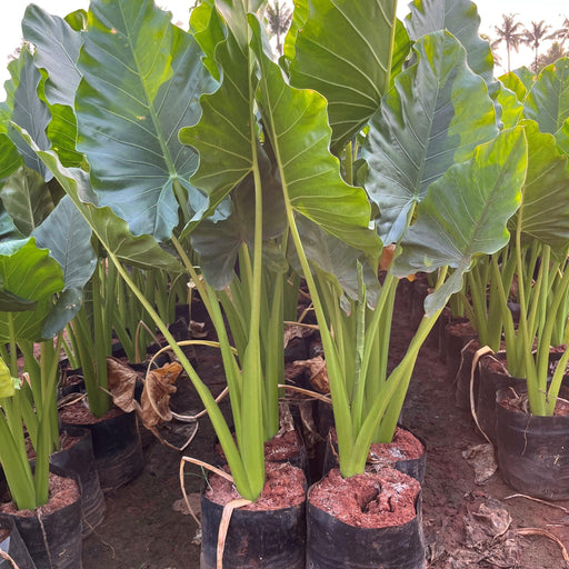 Alocasia macrorrhizos( GIANT TARO) plants - Kadiyam Nursery