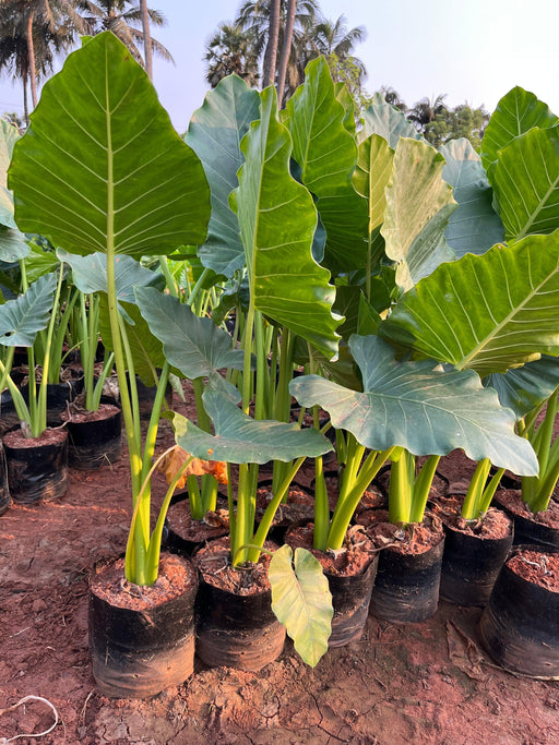 Alocasia macrorrhizos( GIANT TARO) plants - Kadiyam Nursery