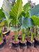 Alocasia macrorrhizos( GIANT TARO) plants - Kadiyam Nursery