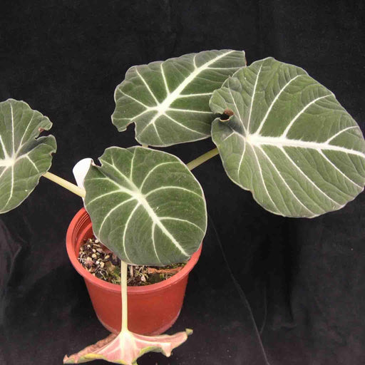 Alocasia velvet,Leaves Healthy and Settled Plant Indoor Plant Shade Loving Plant Desktop Plant Gift idea Decor Plant - Kadiyam Nursery