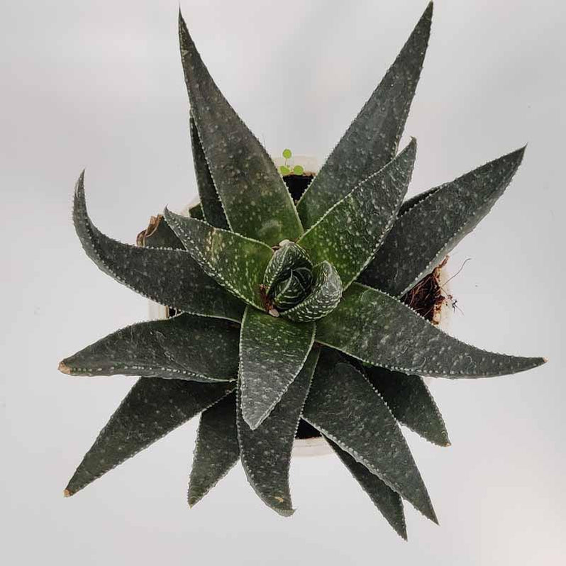 Buy Aloe Aristata The Stunning Lace Aloe Or Torch Plant — Kadiyam Nursery 9544