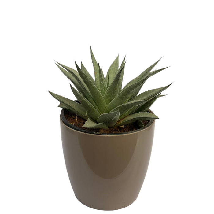 Aloe aristata plant,Aloe Aristata-Lace Aloe-Torch Plant-Bearded Aloe-Hardy Aloe-Torch Aloe Live - Kadiyam Nursery