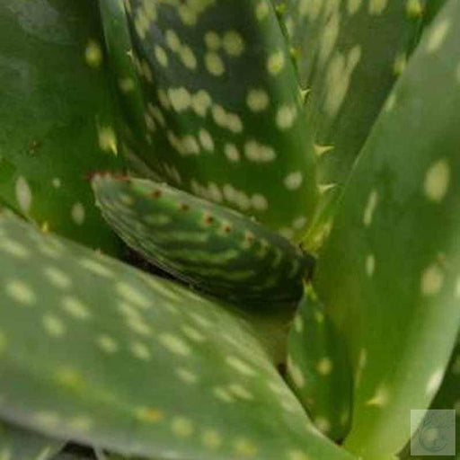 Aloe Jurassic Dino - Kadiyam Nursery