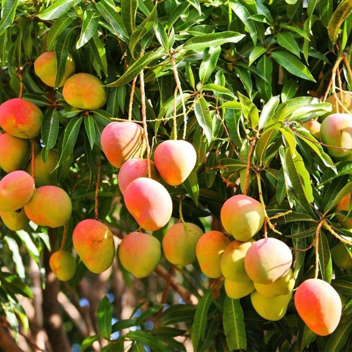 Anacardiaceae or Mango or Cashew family