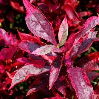 Alternanthera species red plants - Kadiyam Nursery