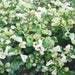 Alternanthera species variegata - Kadiyam Nursery