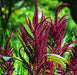 Amaranthus Pygmy Torch (pack of 200 seeds) - Kadiyam Nursery