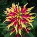 Amaranthus tricolor hybrida plants - Kadiyam Nursery