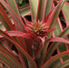 Ananas comosus variety inermis,Thornless Variegated Pineapple, Ananas Variegated Spineless - Kadiyam Nursery