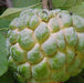 Annona squammosa,Custard Apple, Sugar Apple - Kadiyam Nursery