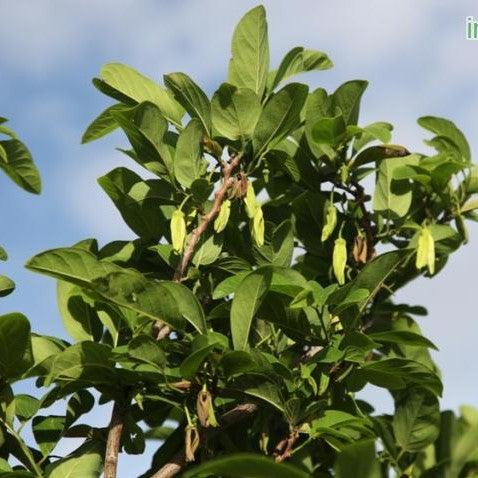 Annona squammosa,Custard Apple, Sugar Apple - Kadiyam Nursery