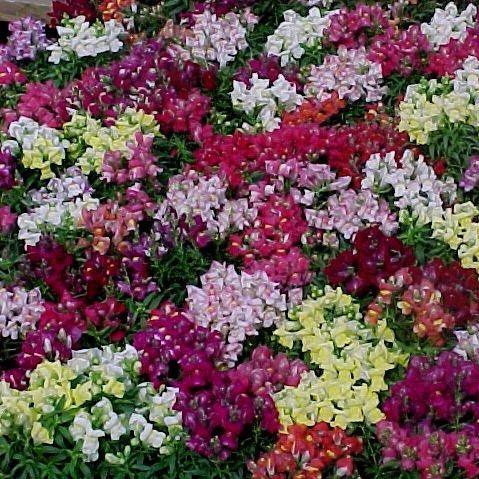 Dwarf Snap Dragon | The Compact and Colorful Antirrhinum Majus Dwarf V ...