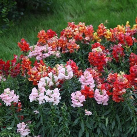 Antirrhinum is a Genus of Plants Commonly Known As Dragon Flowers or  Snapdragons. Foto de Stock - Imagem de mola, israel: 151534768