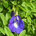 Aparajita Climbing Clitoria Ternatea Flower and Neelkanta Flower Plant (Blue) - Kadiyam Nursery